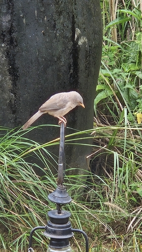 Jungle Babbler