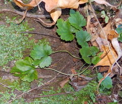 Sidalcea neomexicana