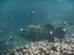 Epinephelus fuscoguttatus