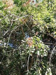 Apoplanesia paniculata