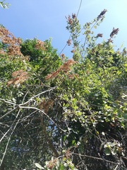 Apoplanesia paniculata