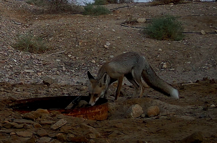 Israeli Red Fox Red Fox from אילת, ישראל on October 17, 2025 at 06:32 AM by einati125 ...