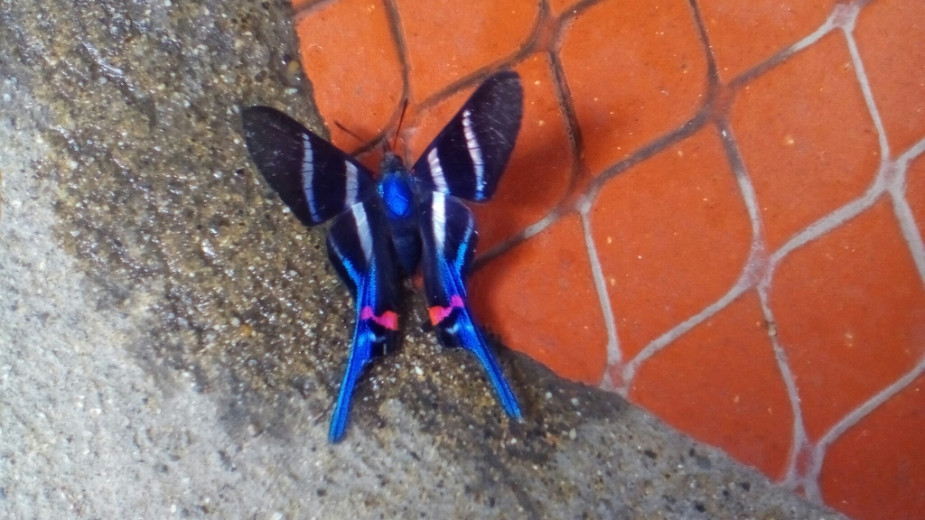Rhetus arcius amycus