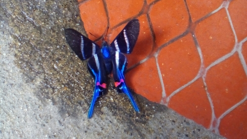 Rhetus arcius amycus