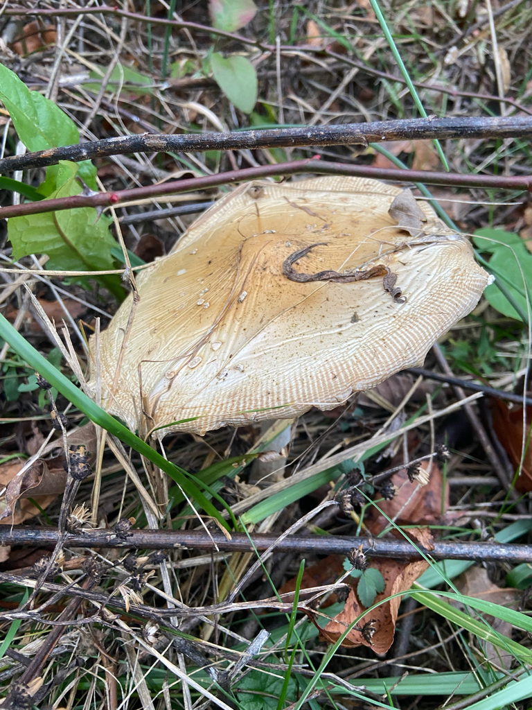 Amanita muscaria guessowii · October 2025 · photo: © puppyy (iNaturalist, cc0)