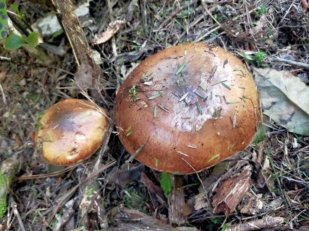 Suillus luteus · October 2025 · photo: © anna-nz (iNaturalist, cc-by)