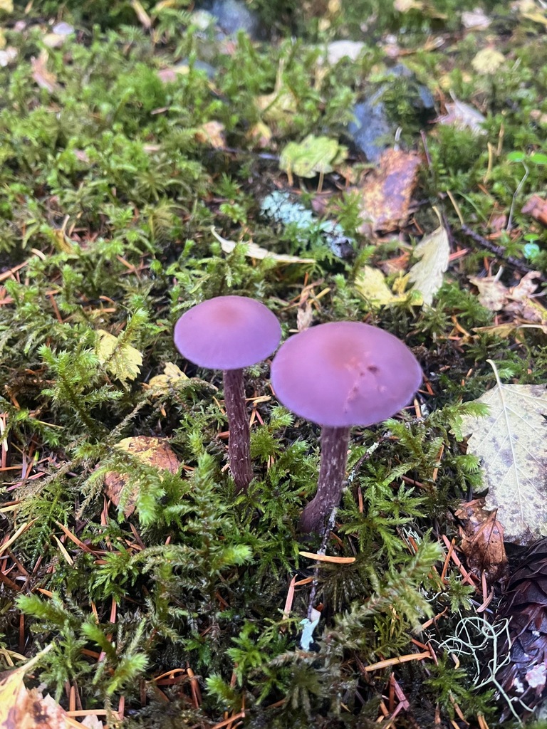 Laccaria amethysteo-occidentalis · October 2025 · photo: © enspring (iNaturalist, cc0)