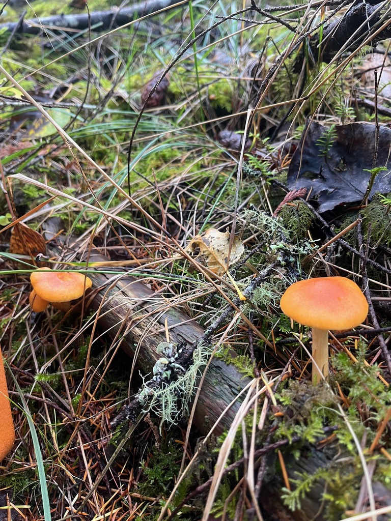 Gymnopilus aurantiophyllus · October 2025 · photo: © enspring (iNaturalist, cc0)