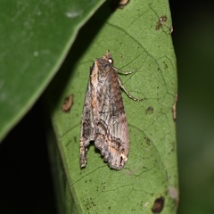 Lophoptera