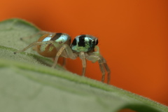 Phintella vittata