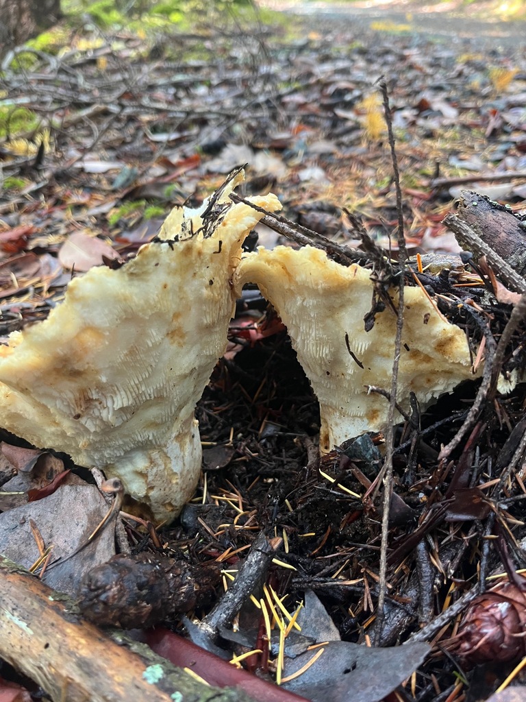 Russula brevipes acrior