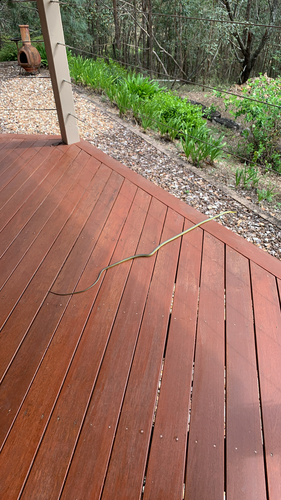 Common Tree Snake sighting