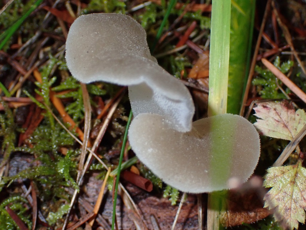 Pseudohydnum gelatinosum · October 2025 · photo: © enspring (iNaturalist, cc0)