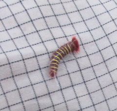 Lepidoptera