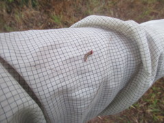 Lepidoptera