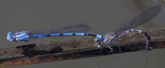 Argia agrioides