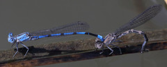 Argia agrioides