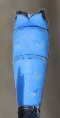 Argia agrioides