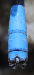 Argia agrioides