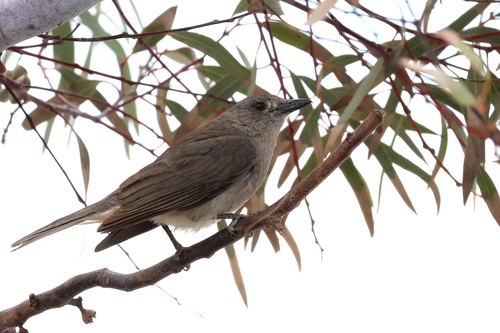 Grey Shrikethrush