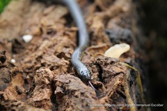 Atractus crassicaudatus