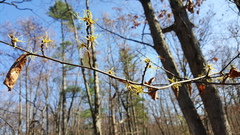 Hamamelis virginiana
