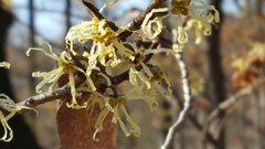 Hamamelis virginiana