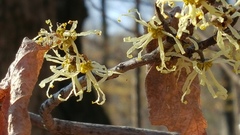Hamamelis virginiana