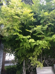 Wisteria sinensis