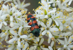 Castiarina crenata