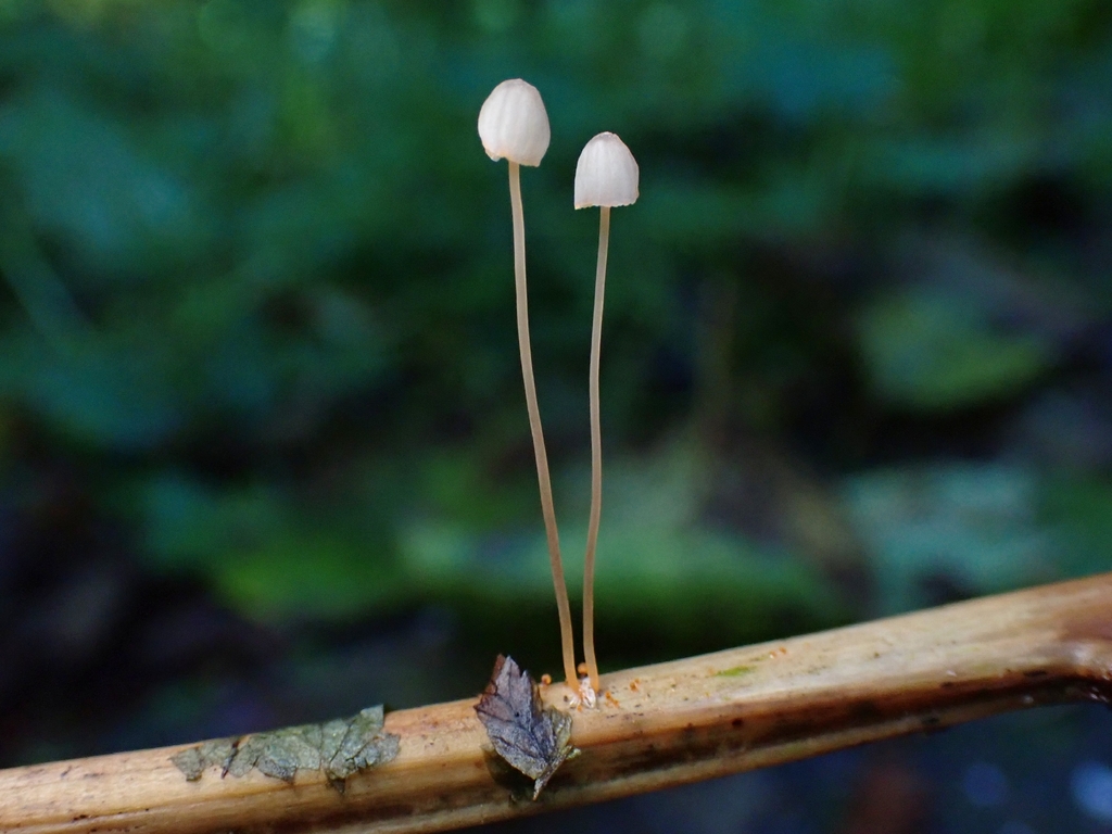 Mycena pterigena