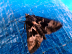 Phlogophora albovittata