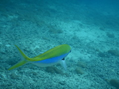 Caesio xanthonota