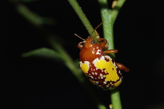 Podontia congregata