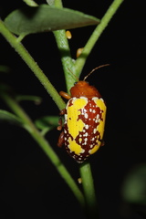 Podontia congregata