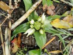 Ornithogalum lanceolatum