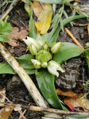 Ornithogalum lanceolatum