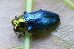 Endelus cupido