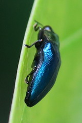 Endelus cupido