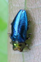 Endelus cupido