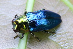 Endelus cupido
