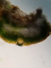 Cercidospora caudata