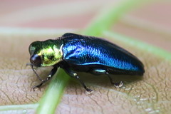 Endelus cupido