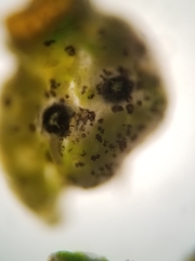 Cercidospora caudata