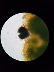 Cercidospora caudata