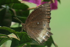 Elymnias panthera