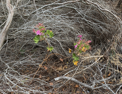Pelargonium cucullatum cucullatum