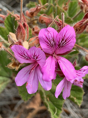 Pelargonium cucullatum cucullatum