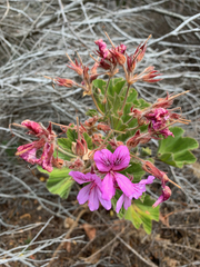 Pelargonium cucullatum cucullatum