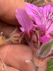 Pelargonium cucullatum cucullatum